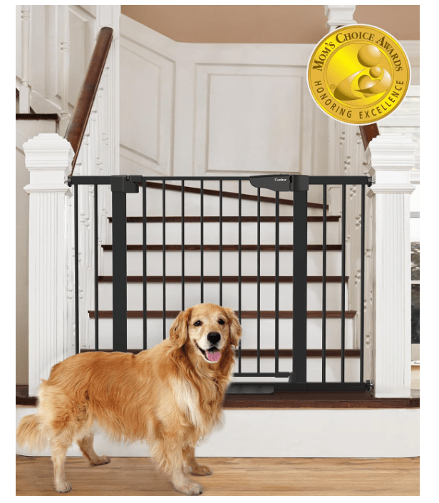 Dog by gate